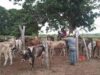Instalan el Estado Mayor para la caracterización del rebaño bovino de Maracaibo